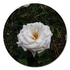 White Smooth Rose Magnet 5  (round) by okhismakingart