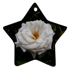 White Smooth Rose Star Ornament (two Sides) by okhismakingart