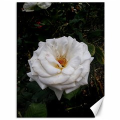 White Smooth Rose Canvas 36  X 48  by okhismakingart