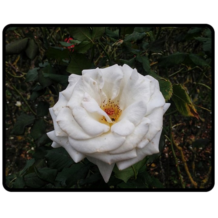 White Smooth Rose Double Sided Fleece Blanket (Medium) 