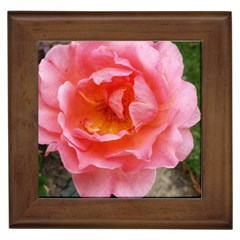 Pink Rose Framed Tiles by okhismakingart