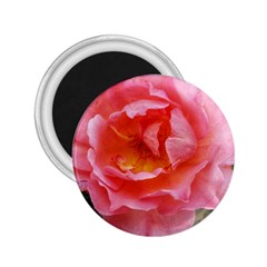 Pink Rose 2 25  Magnets by okhismakingart