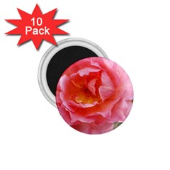 Pink Rose 1 75  Magnets (10 Pack)  by okhismakingart