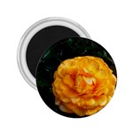 Yellow Rose 2.25  Magnets Front