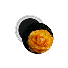 Yellow Rose 1 75  Magnets by okhismakingart