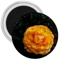 Yellow Rose 3  Magnets by okhismakingart