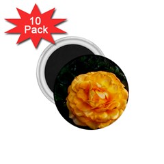 Yellow Rose 1 75  Magnets (10 Pack)  by okhismakingart