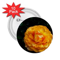 Yellow Rose 2 25  Buttons (10 Pack)  by okhismakingart