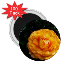 Yellow Rose 2 25  Magnets (100 Pack)  by okhismakingart