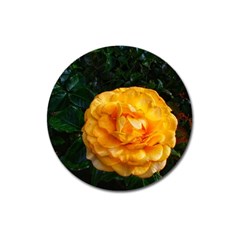 Yellow Rose Magnet 3  (round) by okhismakingart