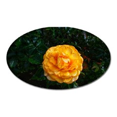 Yellow Rose Oval Magnet by okhismakingart