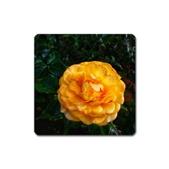 Yellow Rose Square Magnet by okhismakingart