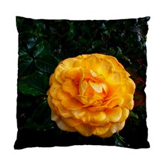 Yellow Rose Standard Cushion Case (two Sides) by okhismakingart