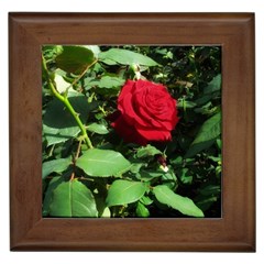 Deep Red Rose Framed Tiles by okhismakingart