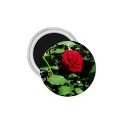 Deep Red Rose 1 75  Magnets by okhismakingart