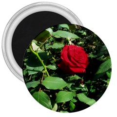 Deep Red Rose 3  Magnets by okhismakingart