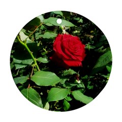 Deep Red Rose Ornament (round) by okhismakingart