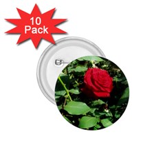 Deep Red Rose 1 75  Buttons (10 Pack) by okhismakingart