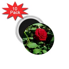 Deep Red Rose 1 75  Magnets (10 Pack)  by okhismakingart