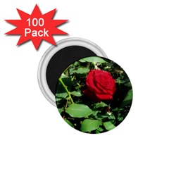 Deep Red Rose 1 75  Magnets (100 Pack)  by okhismakingart