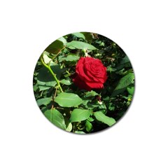 Deep Red Rose Magnet 3  (round) by okhismakingart