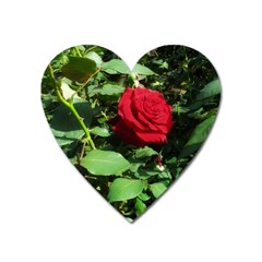 Deep Red Rose Heart Magnet by okhismakingart