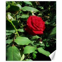 Deep Red Rose Canvas 8  X 10  by okhismakingart