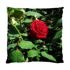 Deep Red Rose Standard Cushion Case (one Side) by okhismakingart