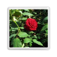 Deep Red Rose Memory Card Reader (square) by okhismakingart