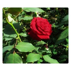 Deep Red Rose Double Sided Flano Blanket (small)  by okhismakingart