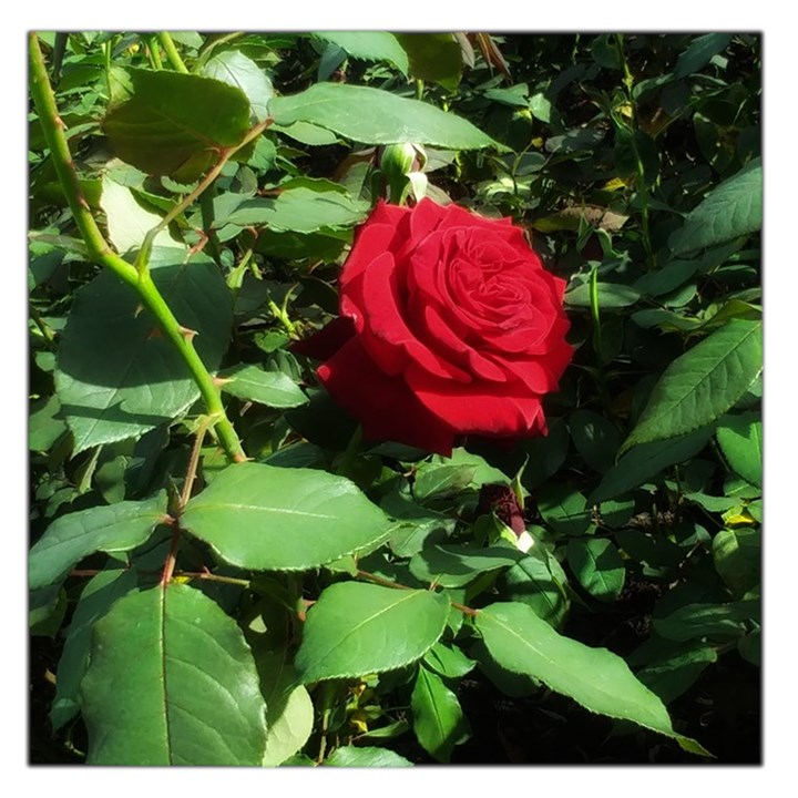 Deep Red Rose Large Satin Scarf (Square)