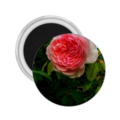 Complex Pink Rose 2 25  Magnets by okhismakingart