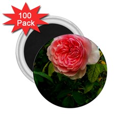 Complex Pink Rose 2 25  Magnets (100 Pack)  by okhismakingart