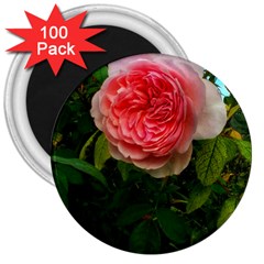 Complex Pink Rose 3  Magnets (100 Pack) by okhismakingart