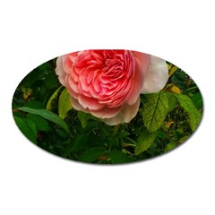 Complex Pink Rose Oval Magnet by okhismakingart