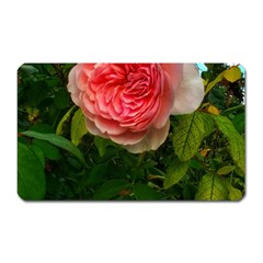 Complex Pink Rose Magnet (rectangular) by okhismakingart