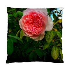 Complex Pink Rose Standard Cushion Case (one Side) by okhismakingart