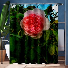 Complex Pink Rose Shower Curtain 60  X 72  (medium)  by okhismakingart