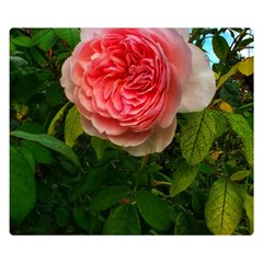 Complex Pink Rose Double Sided Flano Blanket (small)  by okhismakingart