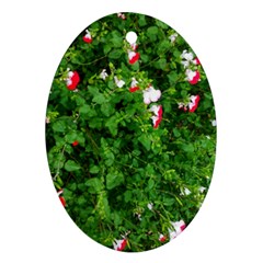 Red and White Park Flowers Oval Ornament (Two Sides)