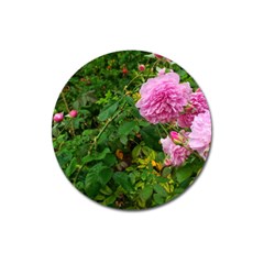 Light Pink Roses Magnet 3  (round) by okhismakingart