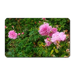 Light Pink Roses Magnet (rectangular) by okhismakingart