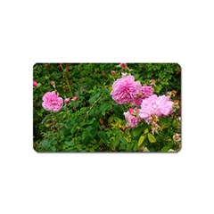 Light Pink Roses Magnet (name Card) by okhismakingart