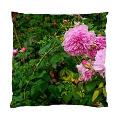 Light Pink Roses Standard Cushion Case (one Side) by okhismakingart