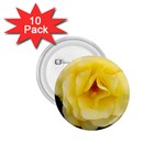 Pale Yellow Rose 1.75  Buttons (10 pack) Front