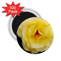 Pale Yellow Rose 2 25  Magnets (100 Pack)  by okhismakingart