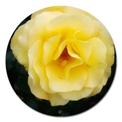 Pale Yellow Rose Magnet 5  (round) by okhismakingart