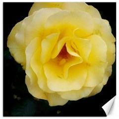 Pale Yellow Rose Canvas 20  X 20  by okhismakingart