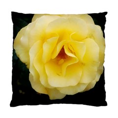 Pale Yellow Rose Standard Cushion Case (one Side) by okhismakingart