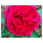 Folded Red Rose Double Sided Flano Blanket (Medium)  60 x50  Blanket Front